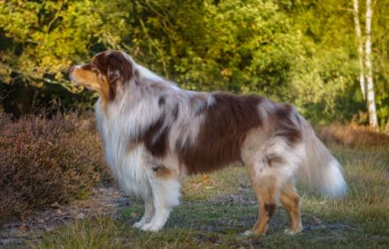 Bosse's Red Velvet Paw Henri DNA-VP