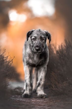 Irish Wolfhound Irischer Wolfshund Viking's Love Kennel J Welpen kommen Ende November