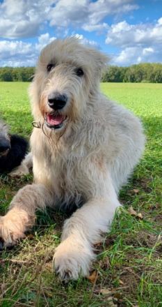 Irish Wolfhound Irischer Wolfshund Viking's Love Kennel J Welpen kommen Ende November
