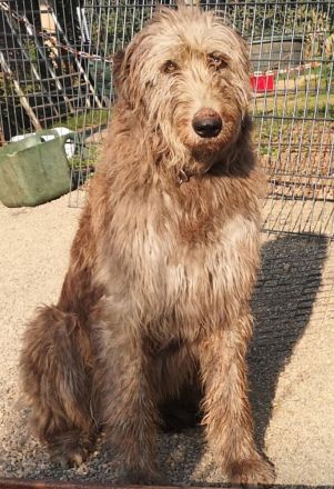 Irish Wolfhound Irischer Wolfshund Viking's Love Kennel J Welpen kommen Ende November