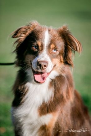 Deckrüde Mini Australien Shepherd La-Sincera Theo