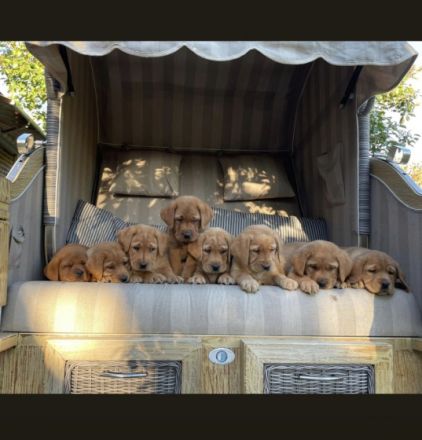 Es suchen aus unserem fuchsfarbenem Wurf noch Welpen