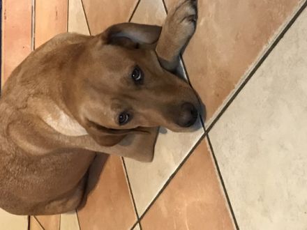 Es suchen aus unserem fuchsfarbenem Wurf noch Welpen