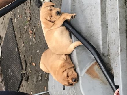 Es suchen aus unserem fuchsfarbenem Wurf noch Welpen