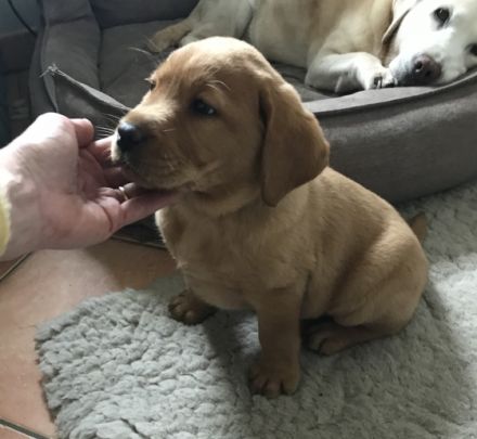 Es suchen aus unserem fuchsfarbenem Wurf noch Welpen