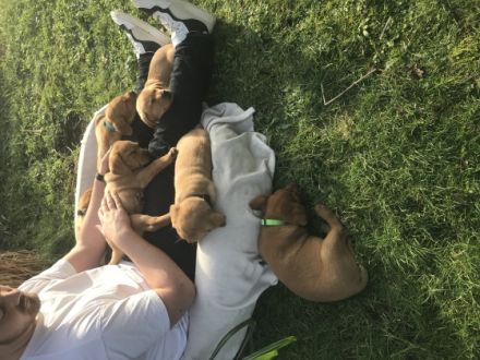 Es suchen aus unserem fuchsfarbenem Wurf noch Welpen