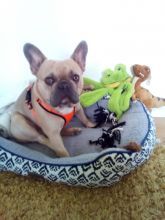 Sanja von der Schwarzperle