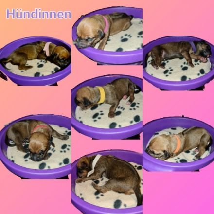 Ridgeback vom Horkenberg