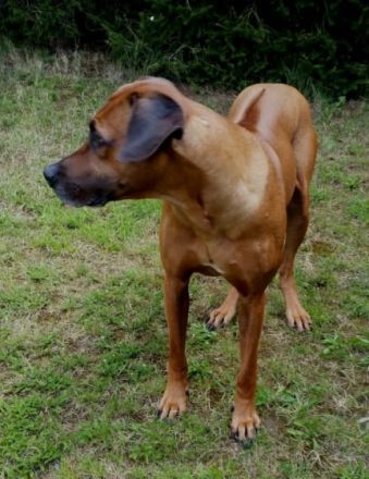 Ridgeback vom Horkenberg