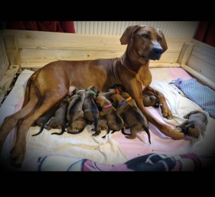 Ridgeback vom Horkenberg