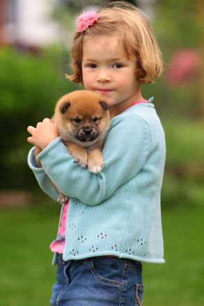 Wurfankündigung -  Oktober 25 - Reinrassige Shiba - Inu Welpen! Langjährige Shiba-Liebe!