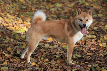 Wurfankündigung -  Oktober 25 - Reinrassige Shiba - Inu Welpen! Langjährige Shiba-Liebe!
