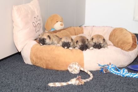 Wurfankündigung -  Oktober 25 - Reinrassige Shiba - Inu Welpen! Langjährige Shiba-Liebe!