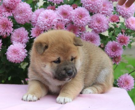 Wurfankündigung -  Oktober 25 - Reinrassige Shiba - Inu Welpen! Langjährige Shiba-Liebe!