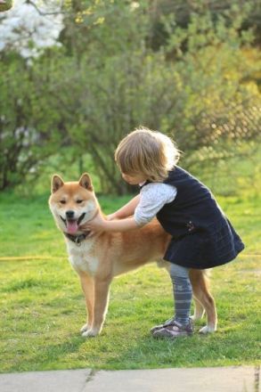 Wurfankündigung -  Oktober 25 - Reinrassige Shiba - Inu Welpen! Langjährige Shiba-Liebe!