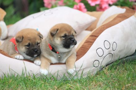 Wurfankündigung -  Oktober 25 - Reinrassige Shiba - Inu Welpen! Langjährige Shiba-Liebe!