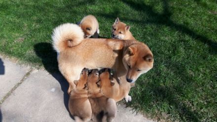 Wurfankündigung -  Oktober 25 - Reinrassige Shiba - Inu Welpen! Langjährige Shiba-Liebe!