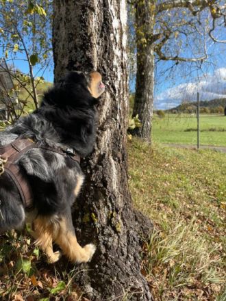 Hundeservice Angstenberger