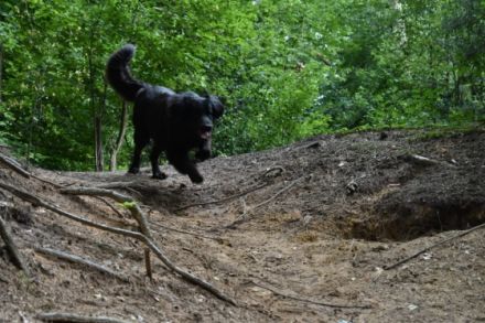 Chico von der Metelener Heide