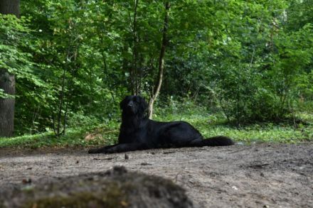 Chico von der Metelener Heide
