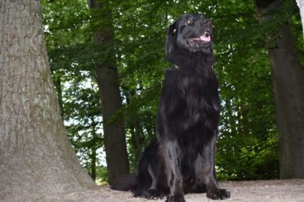 Chico von der Metelener Heide