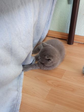 Unsere Reinrassige BKH Katzen hat 5 kitten zur Welt