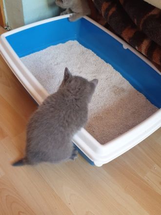 Unsere Reinrassige BKH Katzen hat 5 kitten zur Welt