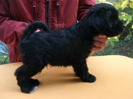 Als Kind war ich an diversen Tieren interesssiert. Seit