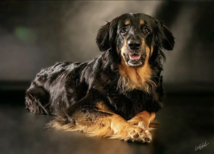 Aus dieser Traumverpaarung sind noch 2 Rüden in