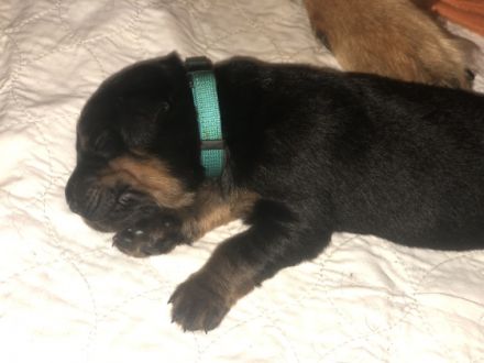 Aus dieser Traumverpaarung sind noch 2 Rüden in