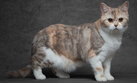 Britisch Kurzhhaar Katzen vom Abrahamschacht