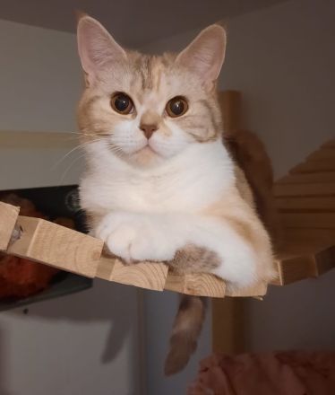 Britisch Kurzhhaar Katzen vom Abrahamschacht