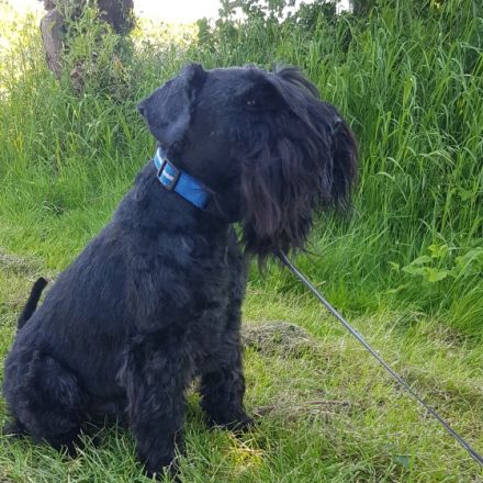 Devils Darling Aki Andoris