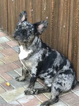 Sehr Lieberwolle Familienfreundliche niedliche Rüde