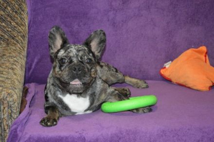 Sehr Lieberwolle Familienfreundliche niedliche Rüde