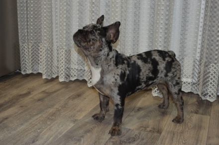 Sehr Lieberwolle Familienfreundliche niedliche Rüde