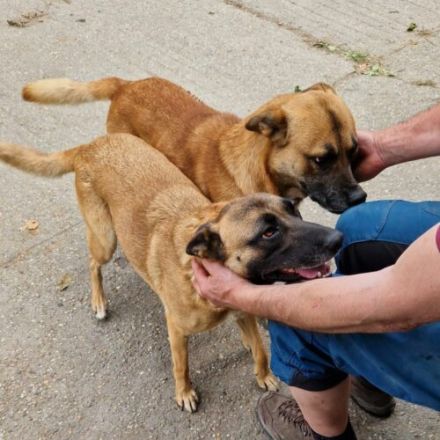 Azur-Schäferhund Mix- Rüde, Deutscher Schäferhund, geb. 06/2021, ca 60cm