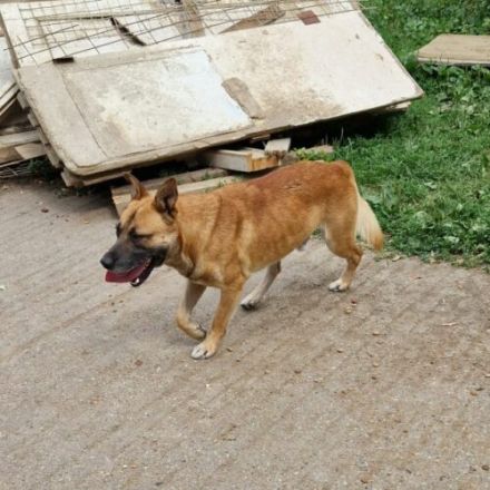 Azur-Schäferhund Mix- Rüde, Deutscher Schäferhund, geb. 06/2021, ca 60cm