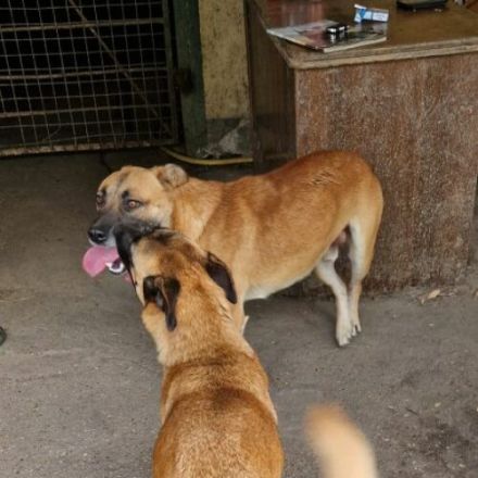 Azur-Schäferhund Mix- Rüde, Deutscher Schäferhund, geb. 06/2021, ca 60cm