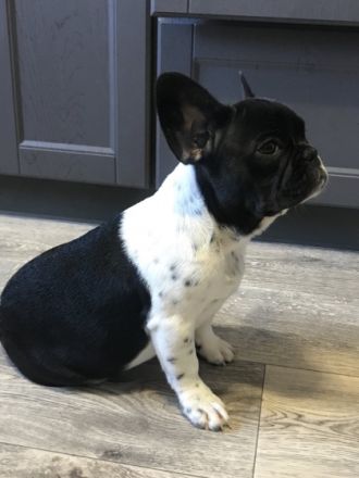 Mädchen schwarz weiß mit Punkten, sehr hübsch, sehr