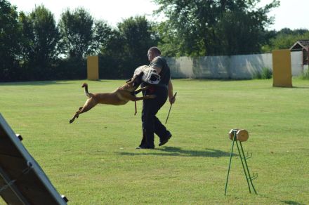 Malinois Welpen