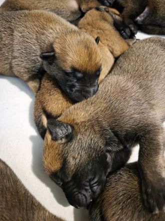 Malinois Welpen