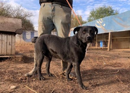 Bator- aktive, lauffreudige Wasserratte