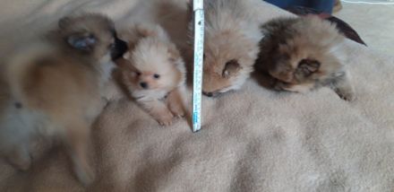 Zwergspitz, (Pomeranians) Kleinspitz Mädchen in orange