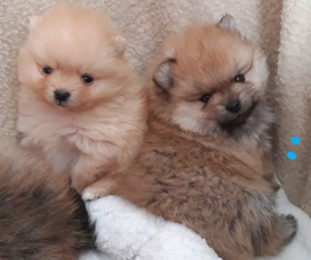 Zwergspitz, (Pomeranians) Kleinspitz Mädchen in orange