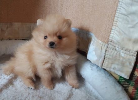 Zwergspitz, (Pomeranians) Kleinspitz Mädchen in orange