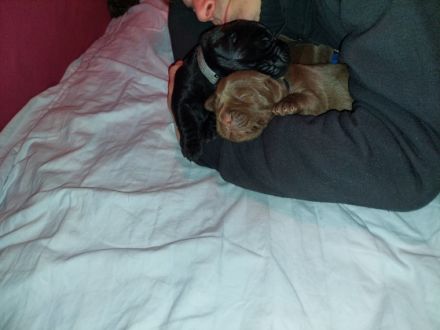 Labrador-familienzucht.de