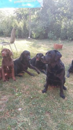 Labrador-familienzucht.de