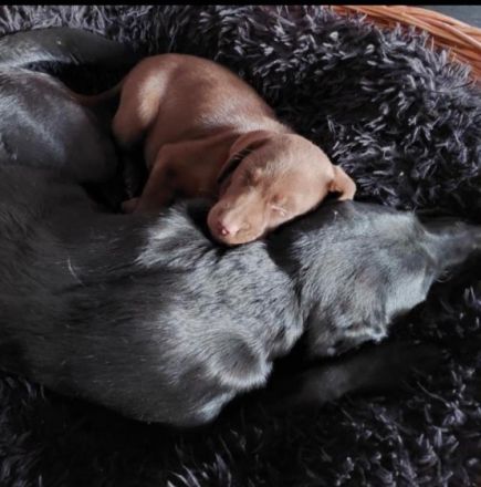 Labrador-familienzucht.de