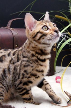 Wir haben süße Kitten für Liebhaber. Ein wunderschönes